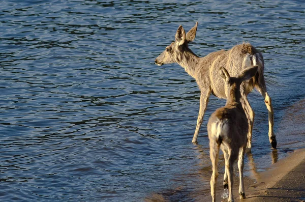 Family Deer Walking Water Edge — Stock Photo, Image