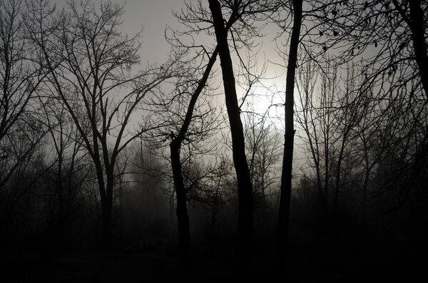 Misty Forest on a Cold Silent Morning 