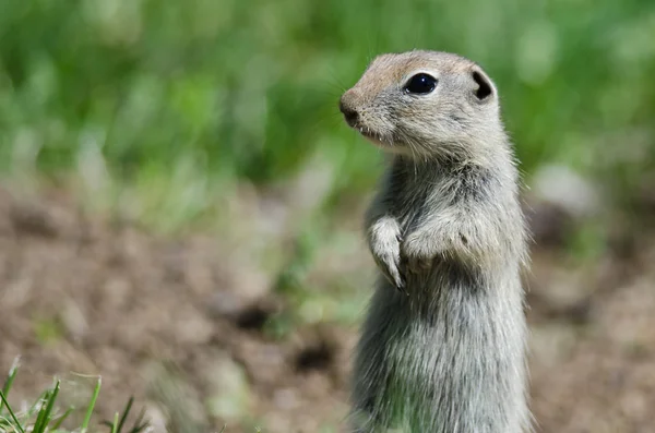 Alerta Little Ground Squirrel Guardia Permanente Sobre Hogar — Foto de Stock