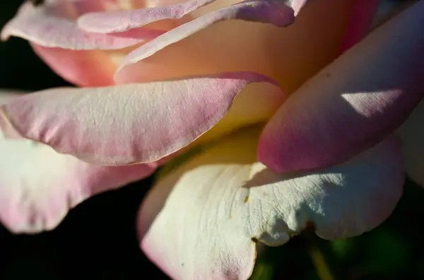 Природа Анотація Втратили Ніжний Складки Делікатний Роуз — стокове фото