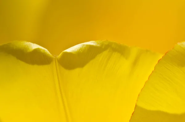 Nature Abstract Eingehüllt Die Goldenen Falten Der Gelben Tulpenblätter — Stockfoto