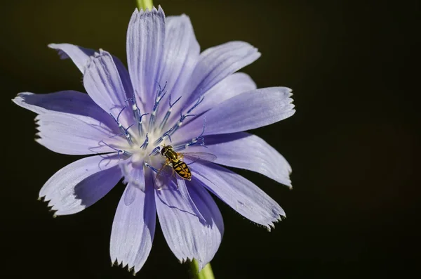 Abeille Cueillant Inlassablement Pollen Une Minuscule Fleur Bleue — Photo