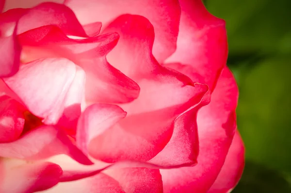 Nature Abstract Lost Gentle Folds Delicate Rose — Stock Photo, Image