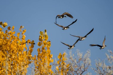 Altın sonbahar ağaca uçan Kanada kazlar sürüsü