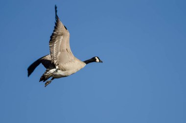 Yalnız Kanada Kaz 'ı Mavi Gökte Uçuyor