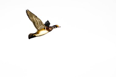 Erkek ahşap beyaz bir arka plan üzerinde uçan ördek