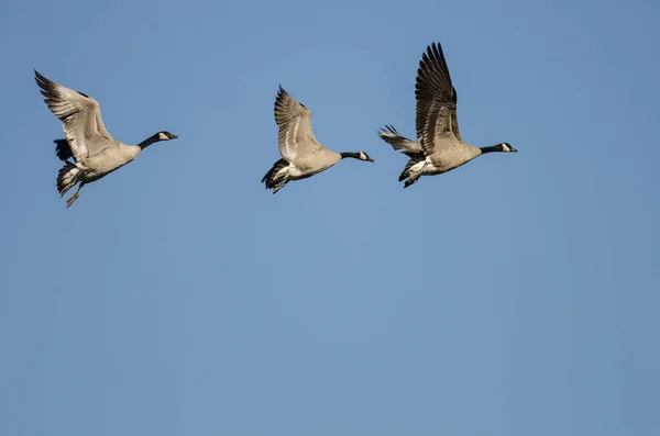 Tres Gansos Canadá Volando Cielo Azul —  Fotos de Stock