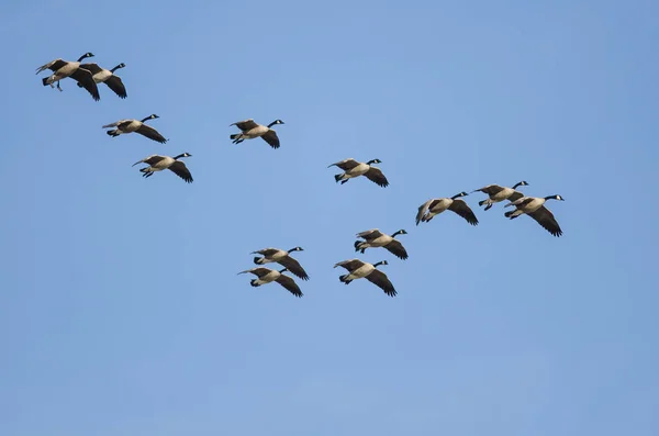 Grand Troupeau Oies Canada Volant Dans Ciel Bleu — Photo