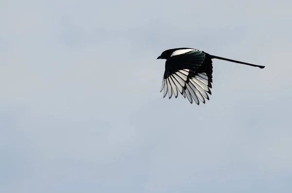 青い空を飛んでいるカササギ — ストック写真