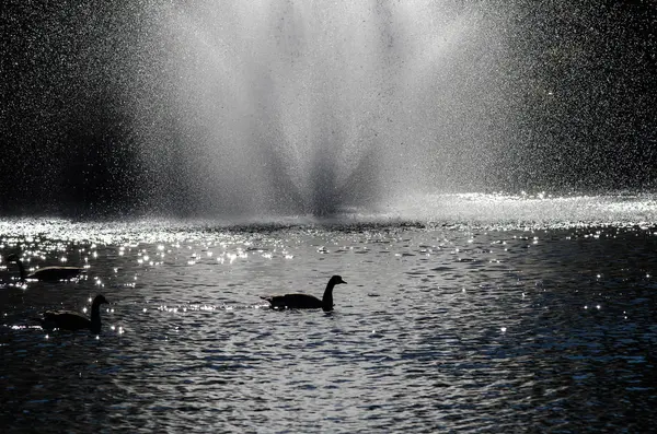 Canada Geese Silhouetted White Water Fountain Spray — Stok Foto