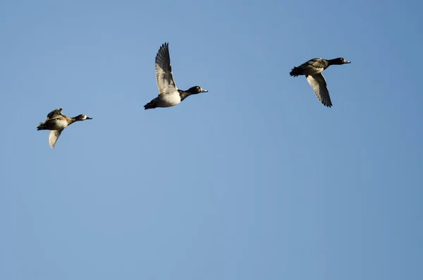 三只环颈鸭在蓝天中飞翔 — 图库照片