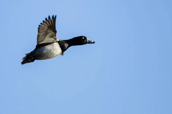 Ring Necked Duck Vliegen Een Blauwe Hemel — Stockfoto