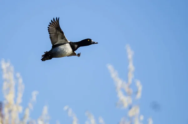 Ring Necked Duck Vliegen Een Blauwe Hemel — Stockfoto