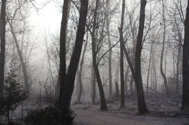 Misty Orman soğuk bir sessiz sabahı 