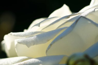 Doğa Özet: hassas beyaz gül nazik kıvrımları kaybetti