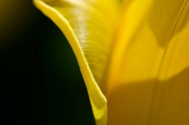 Doğa Özet: Bahar narin Sarı Lale taçyapraklarını yakından bakmak