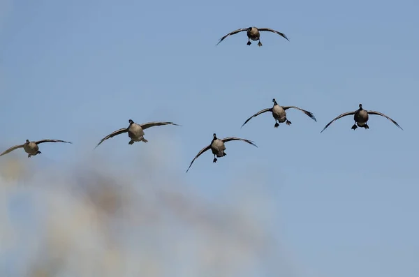 一群大雁在蓝天下着陆 — 图库照片