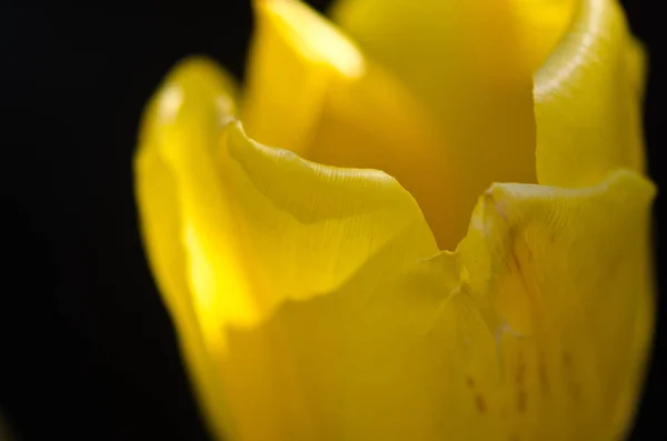 Nature Abstract Close Look Delicate Yellow Tulip Petals Spring — Stock Photo, Image