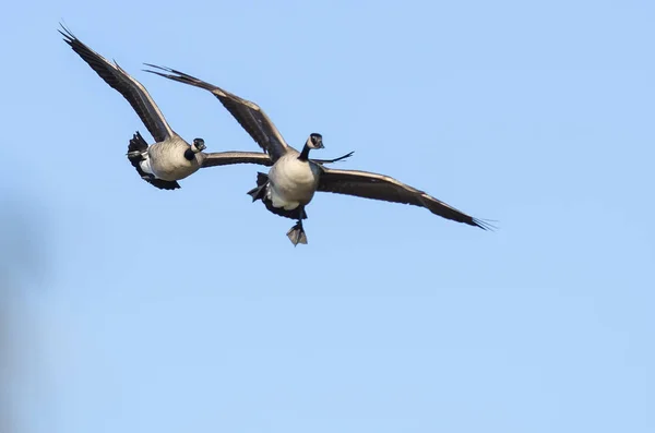 Två Kanadagäss Flyger Blå Himmel — Stockfoto