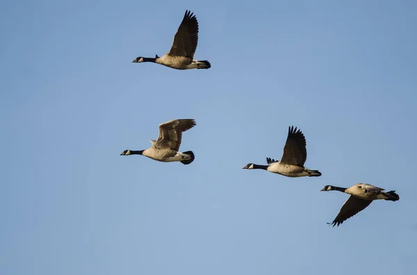Τέσσερις Canada Geese Πετούν Ένα Μπλε Ουρανό — Φωτογραφία Αρχείου