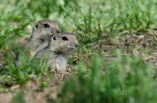 Deux Petits Écureuils Terrestres Regardant Dessus Bord Maison — Photo