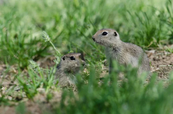 Deux Petits Écureuils Terrestres Regardant Dessus Bord Maison — Photo