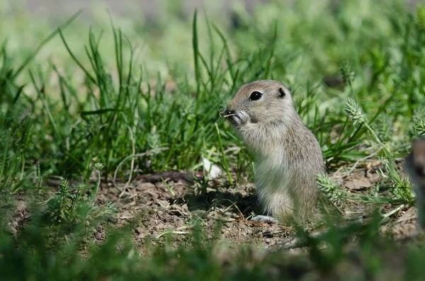 Petit Écureuil Terre Mignon Appréciant Une Collation — Photo