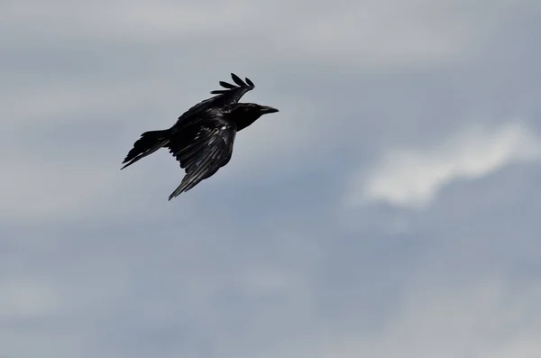 Gemeenschappelijke Raven Vliegen Een Blauwe Hemel — Stockfoto