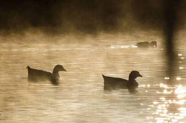 Silhouetted Geese Quietly Swimming Early Morning Mist — Stock Photo, Image