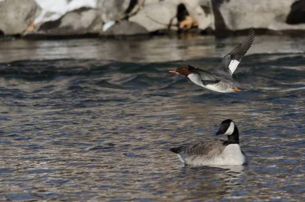 Merganser Común Que Vuela Largo Del Frío Río Del Invierno — Foto de Stock