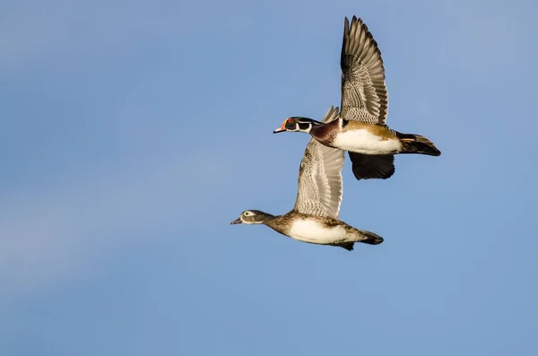 Två Trä Ankor Flyger Blå Himmel — Stockfoto