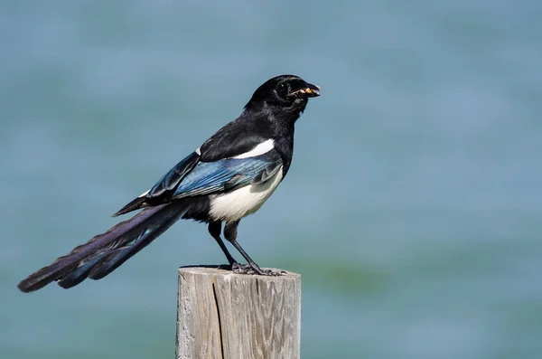 Ahşap çit sonrası üzerinde tünemiş siyah gagalı Magpie