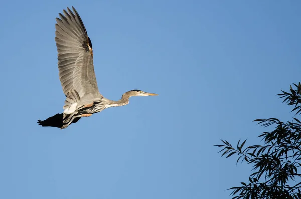 Grand Héron Volant Dans Ciel Bleu — Photo