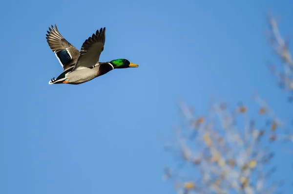 Mallard Pato Volando Más Allá Los Árboles Otoño —  Fotos de Stock