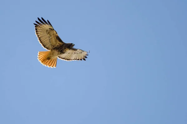 Rode Tailed Hawk Vliegen Een Blauwe Hemel — Stockfoto