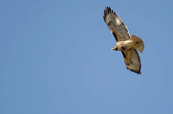 Red Tailed Hawk Flyger Blå Himmel — Stockfoto