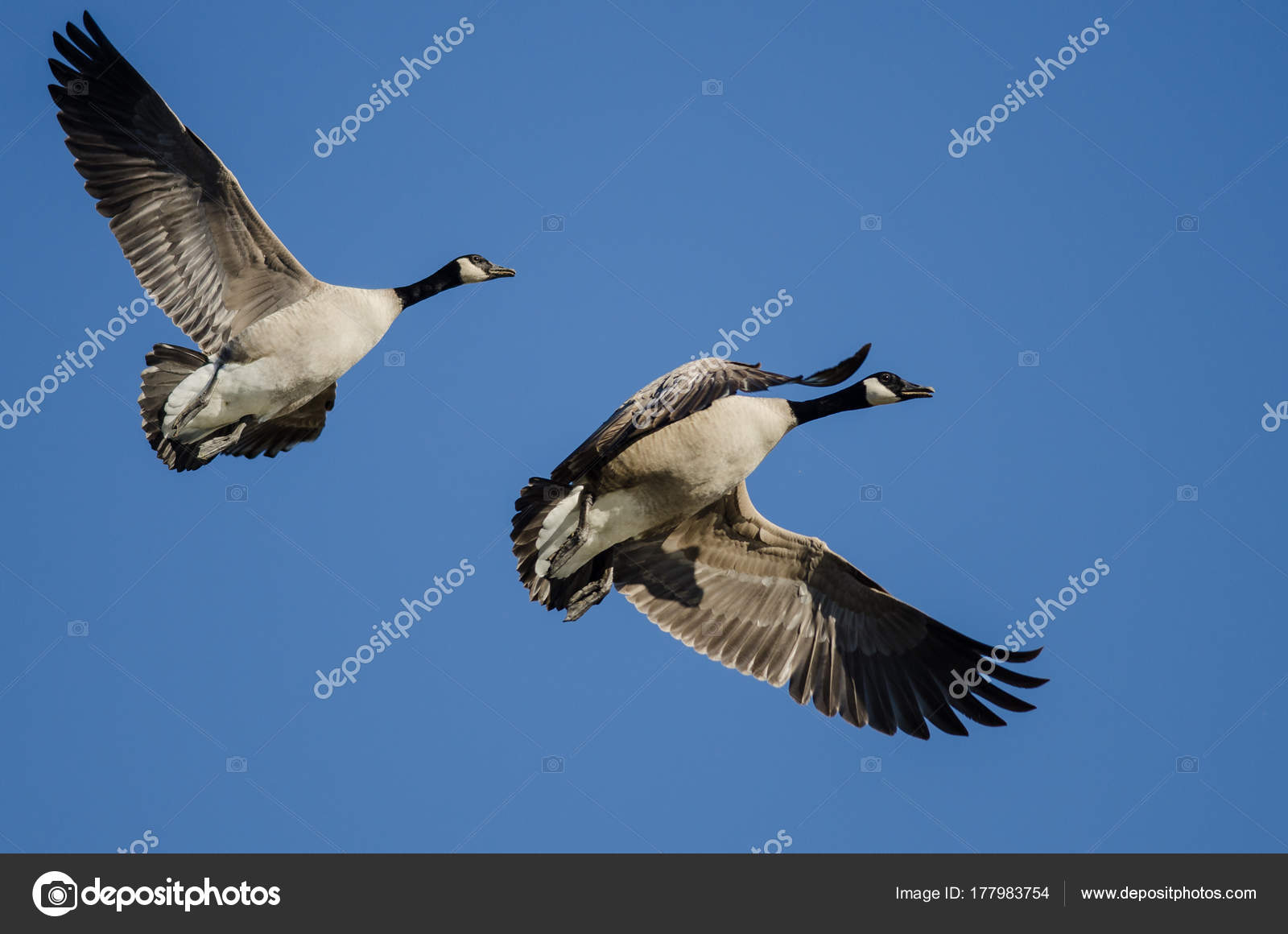 Canada Goose Coppia Canada Goose Coppia
