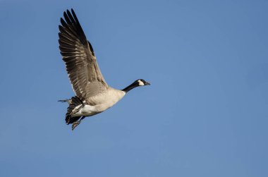Yalnız Kanada Kaz 'ı Mavi Gökte Uçuyor