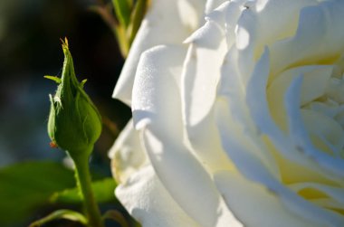 Yeni kurulan Bud'ın imkanlarını yanında hassas beyaz gül