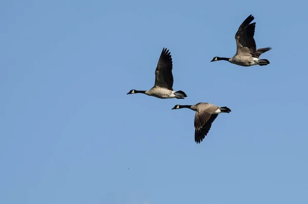 青い空を飛ぶ3つのカナダ Geese Flying Blue Sky — ストック写真