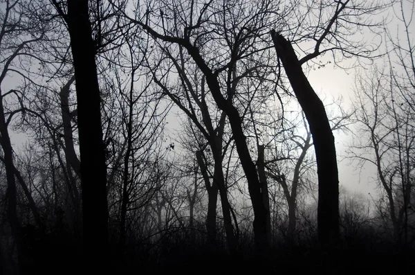 Floresta Enevoada Uma Manhã Fria Silenciosa — Fotografia de Stock