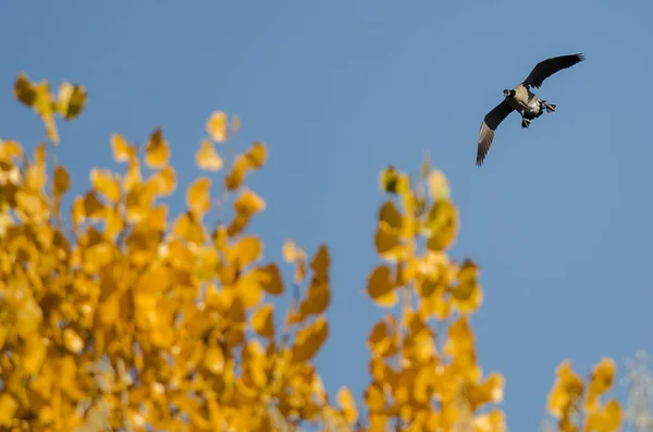 Lone Canada Goose Vliegen Voorbij Een Gouden Herfst Bomen — Stockfoto