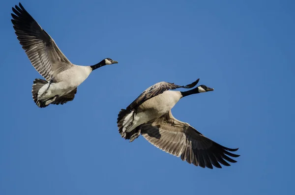 Paire Bernaches Canada Volant Dans Ciel Bleu — Photo