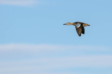 Mavi gökyüzünde uçan mavi kanatlı deniz mavisi