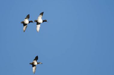 Üç Halkalı Boynlu Ördek Mavi Gökte Uçuyor