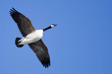 Kanada Kuğusu Mavi Gökte Uçuyor