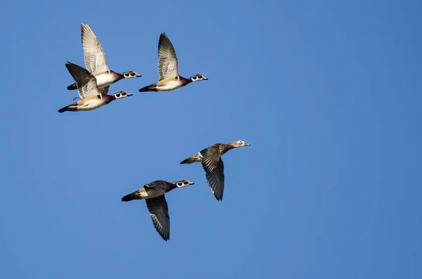 Pět Dřevo Kachny Létání Modré Obloze — Stock fotografie