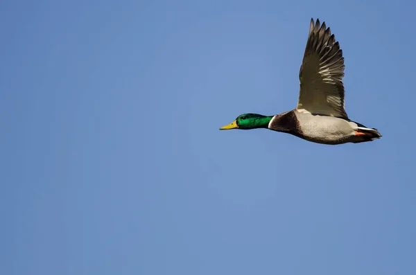 Mallard Duck Volando Cielo Azul —  Fotos de Stock
