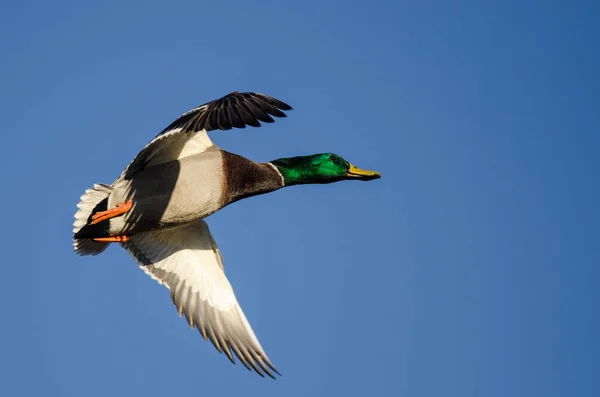 Mallard Duck Flyger Blå Himmel — Stockfoto