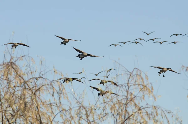 成群的加拿大大雁登陆湿地 — 图库照片